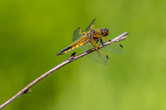 Four spotted chaser