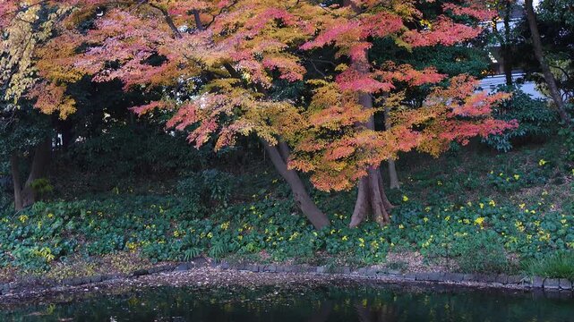 autumn leaves and trees in the Japanese garden.