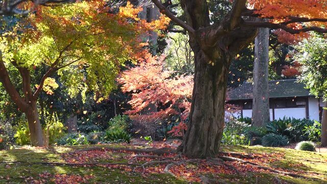 autumn leaves and trees in the Japanese garden.