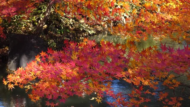 autumn leaves and trees in the Japanese garden.