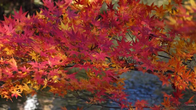 autumn leaves and trees in the Japanese garden.