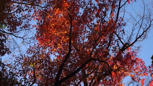 autumn leaves and trees in the Japanese garden.