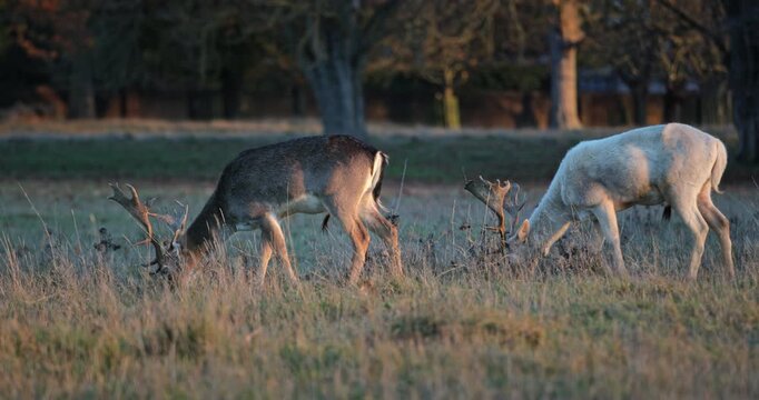 Two adult fallow deer, one with typical brown coat and another with white fur, are grazing peacefully in a dry meadow during the golden hour, showcasing wildlife in its natural habitat
