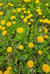 Yellow flowers that grow naturally in nature. Dandelion photos. © akif