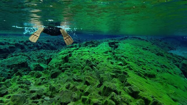 Underwater footage of a snorkeler in a dry suit gliding through the crystal clear icy water of an Icelandic glacial fissure, revealing a rocky green algae covered bottom and stunning underwater visibi