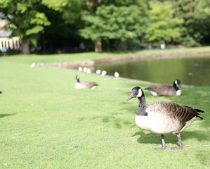 canada goose on the grass © Kirstie