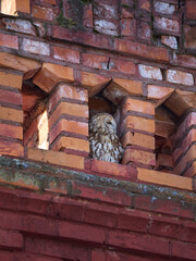 Fototapeta premium Puszczyk (zwyczajny), tawny owl, Strix aluco - w zurbanizowanym świecie, ukryty w otworze starego, ceglanego komina. Tawny owl sitting inside an old brick chimney.