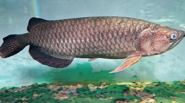 Jardini arowana in aquarium, known in Indonesia as ikan arwana jardini or siluk batik