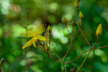 Yellow Hypericum flower with long delicate stamens and unopened buds on slender reddish stems against a soft green background © Anna Zaro