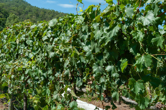 Green grapevine foliage growing in a vineyard in Queensland, Australia, with dense lobed leaves, woody branches and forested hills behind