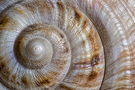 Spiral shell showing concentric pattern in macro close up