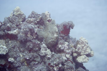 Scorpionfish in the reef along the coast of Hawaii © willtu