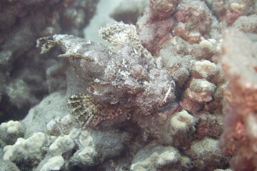 Scorpionfish in the reef along the coast of Hawaii © willtu