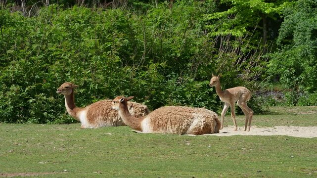 Family of Vicunas, Vicugna Vicugna, relatives of the llama which live in the high alpine areas of the Andes