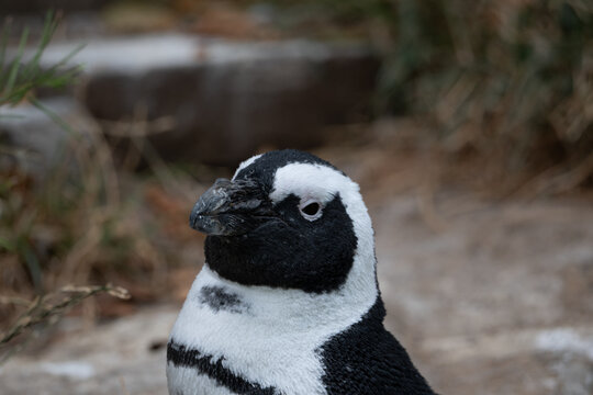 Pinguin guckt in die Kamera