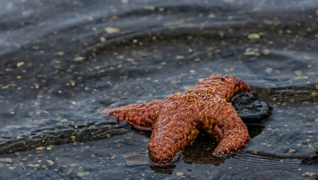Awaiting High Tide