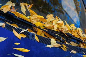 Bright yellow autumn leaves on blue car windshield, wipers. Close-up of vibrant fallen foliage on bonnet, windshield wipers of automobile, autumn season, striking color contrast, natural background © svetlanais