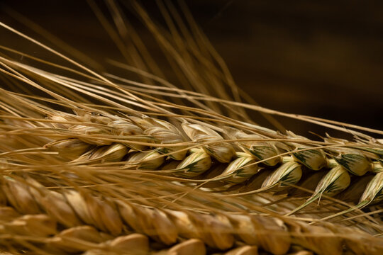Wheat detail. Cereals for bakery, flour production