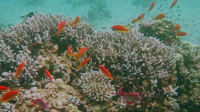 Red Sea reef shines with sturdy hard corals and bright Sea Goldies swirling above, creating a vibrant and lively underwater tropical habitat.
