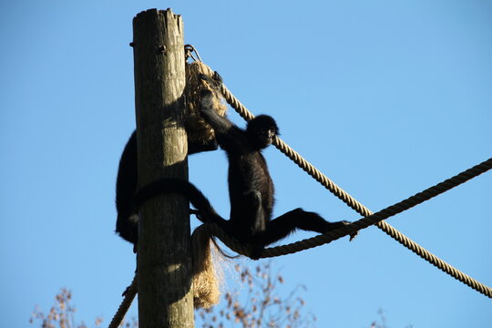 Monkeys climbing a wooden pole and rope structure against a clear blue sky, showing their agility and use of elevated climbing equipment.