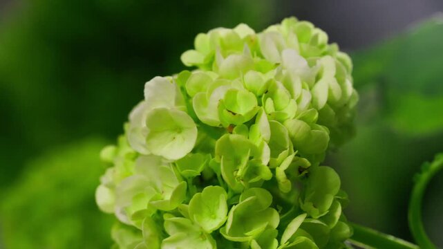 Hydrangea close up, pale green hydrangea or viburnum snowball flowers macro, fresh floral background for flower shop, wedding and spring decor
