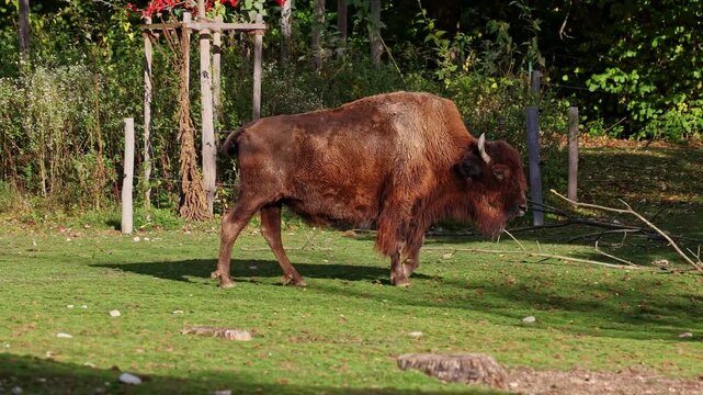 The American bison or simply bison, also commonly known as the American buffalo or simply buffalo, is a North American species of bison that once roamed North America in vast herds. 