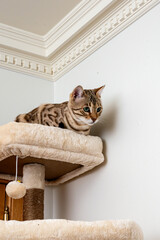 Bengal cat perches on the top platform of a plush cat tree beneath a white ceiling cornice. Vertical territory and safe height for indoor cat enrichment concept. © Oksana
