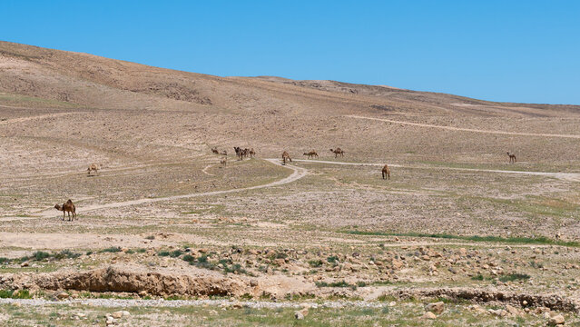 Panorama of a herd of Camels going into the Negev Desert in Israel to graze.
