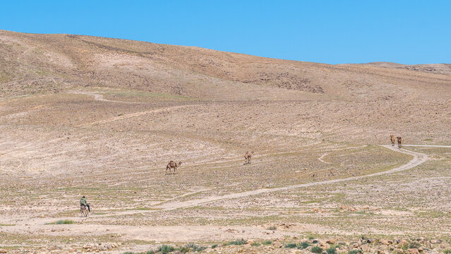 A herd of Camels and the camel herder on his donkey going into the Negev Desert in Israel to graze.
