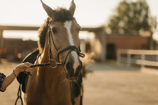 Close-up portrait of a brown horse with bridle on a farm at sunset golden hour.