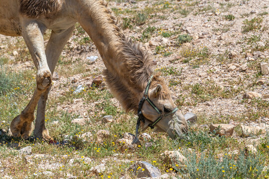 Close up of a camel eating some plants in the Negev Desert in Israel.
