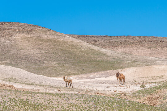 A few camels walking through the Negev Desert in Israel.

