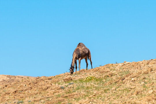One camel on the top of a hill in the Negev Desert in Israel.
