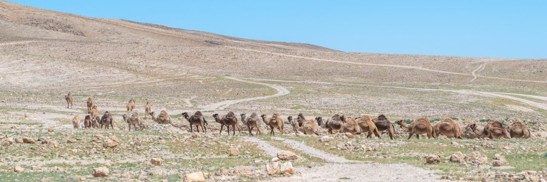 Panorama of a herd of Camels going into the Negev Desert in Israel to graze.
