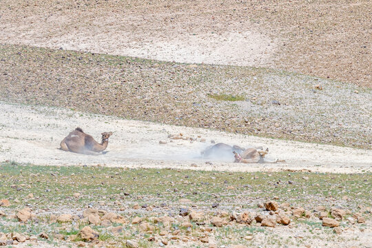 Three camels rolling on the ground making dust in the Negev Desert in Israel.
