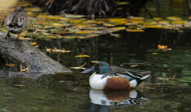 Male Northern Shoveler Duck Floating on Pond With Autumn Leaves and Reflection
