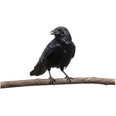 Fototapeta premium crow on a white background