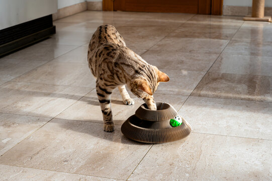 Bengal cat paws at a green ball inside a circular track toy on a polished floor. Hunting instinct and play time for interactive cat toy advertising concept.
