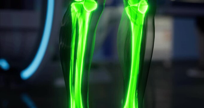 A vibrant, illuminated skeleton highlights the anatomy of the human leg. The intricate details of the femur and tibia are showcased, revealing the skeletal framework in a scientific setting.