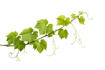 Fototapeta premium Vibrant green vine leaves isolated.