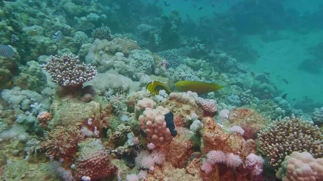 Colorful parrotfish moves through coral formations alongside schooling reef fish in a biodiverse marine environment