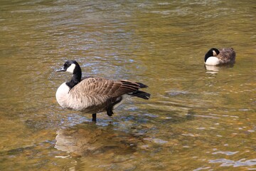 Canada geese in the shallow water of an autumn river © fluffypw88