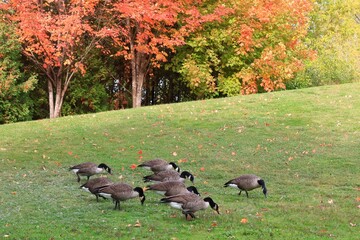 Flock of Canada geese grazing on green grass with vibrant autumn foliage © fluffypw88