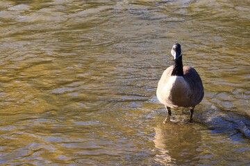 Canada goose standing in the shallow water of an autumn river © fluffypw88