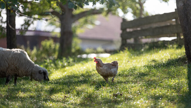 Hen and sheep grazing on a dewy meadow in morning light