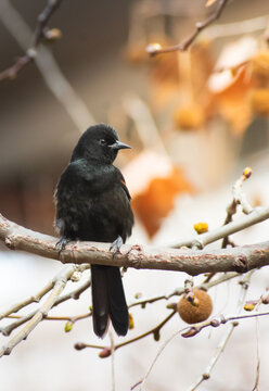 Golden-shouldered black bird resting against soft blurred background. Icterus pyrrhopterus (Boyerito / Variable Oriole)