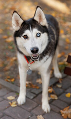 Vertical portrait of a black and white Siberian husky dog with heterochromia (one blue eye, one brown eye) standing on a paved street with autumn leaves. © Татьяна Яблокова