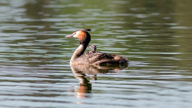 great crested grebe