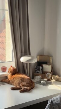 Adult domestic ginger cat laying down by the window on the desk at home and looking outside. Cozy minimalistic apartment, domestic pet life