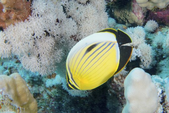 A yellow and black striped fish, red sea butterflyfish (Chaetodon austriacus), swims between white corals. Dive site Marsa Shona Reef, Egypt, Red Sea